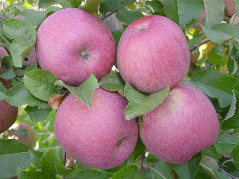 Яблоня вишневая: описание сорта, вкусовые качества плодов, правила посадки, основной уход, сроки сбора и хранения урожая