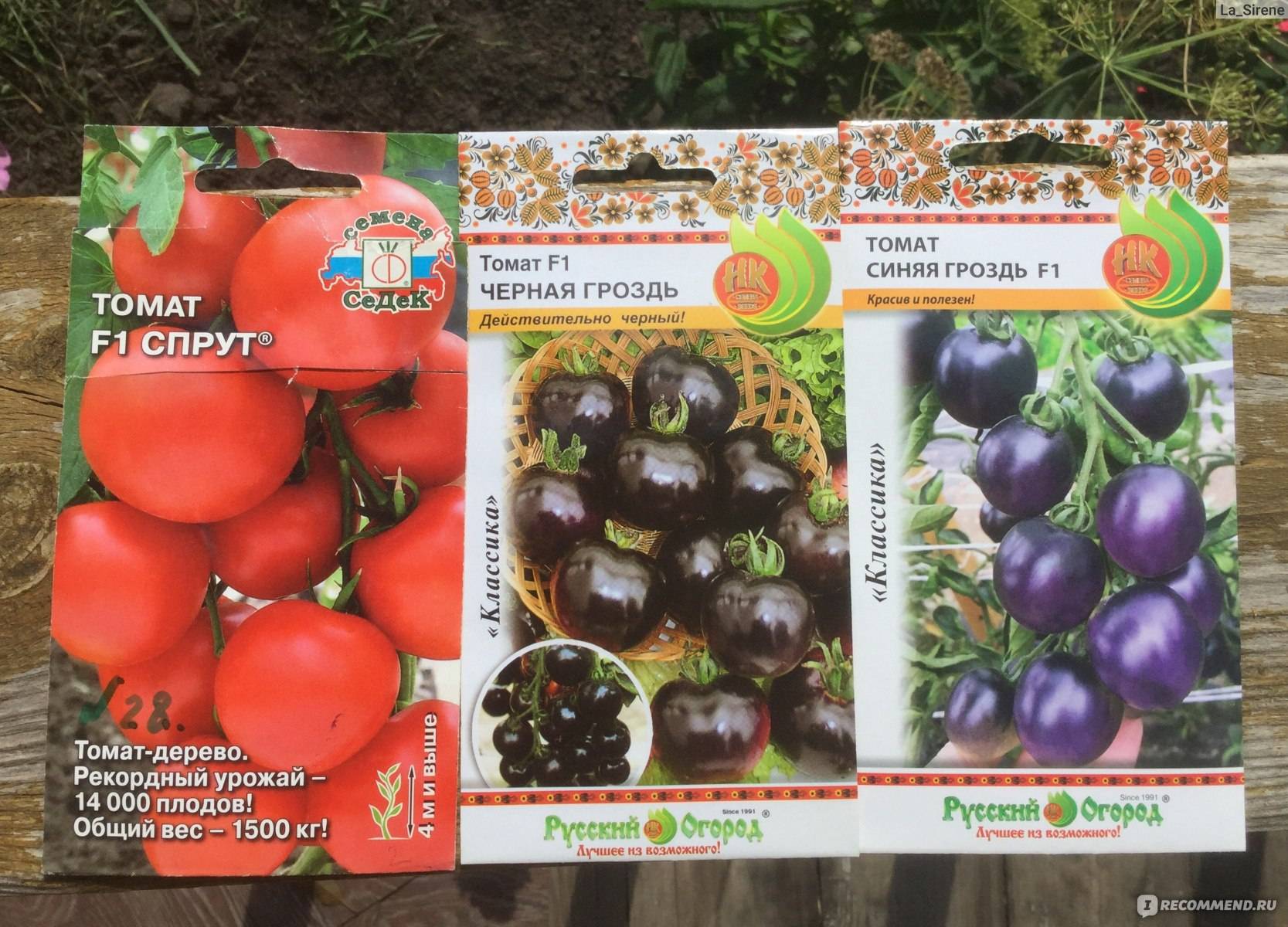 Спрут томат - характеристика и описание сорта
