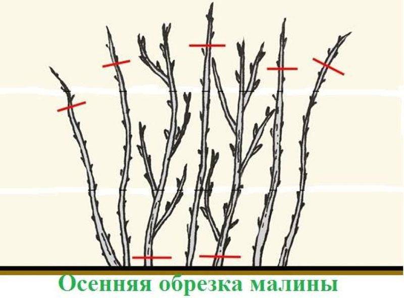 Черная малина: выращивание и уход. черная малина: полезные свойства :: syl.ru