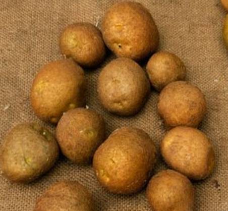 Сорт картофеля «киви» – описание и фото