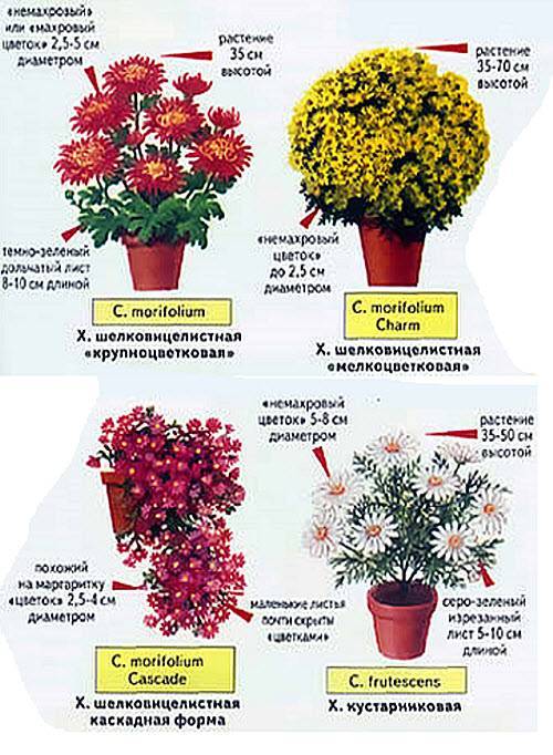 Как сохранить горшечные хризантемы до весны? уход в домашних условиях. фото — ботаничка