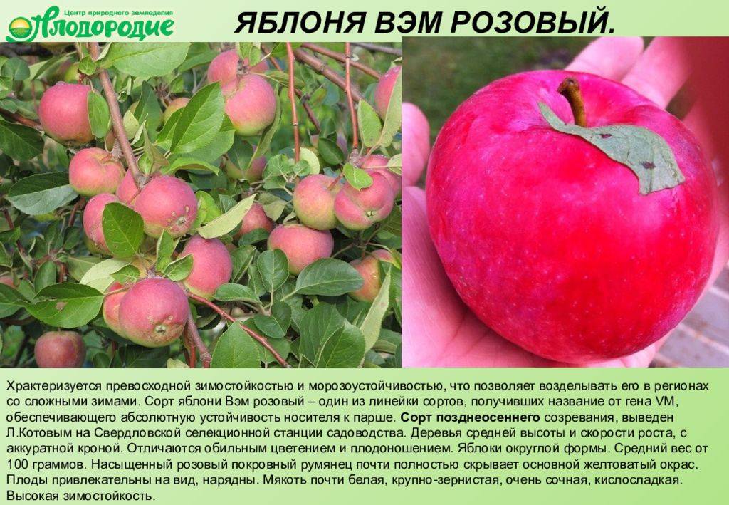 Яблоня имант: подробное описание позднего зимнего сорта яблок, правила выращивания и отзывы садоводов