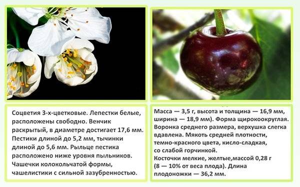 Описание и характеристика вишни сорта «владимирская»