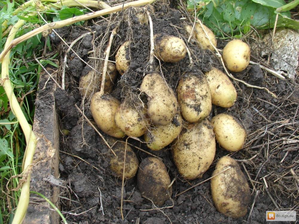 Особенности сорта картофеля «тулеевский»: описание, качества, выращивание и уход: характеристики, свойства, методы