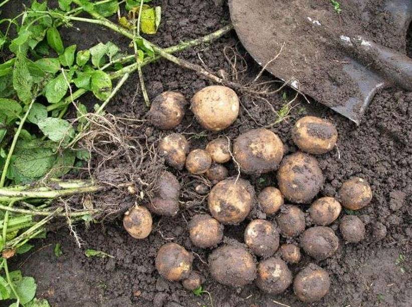 Характеристика и описание картофеля «киви». выращивание сорта и уход за ним