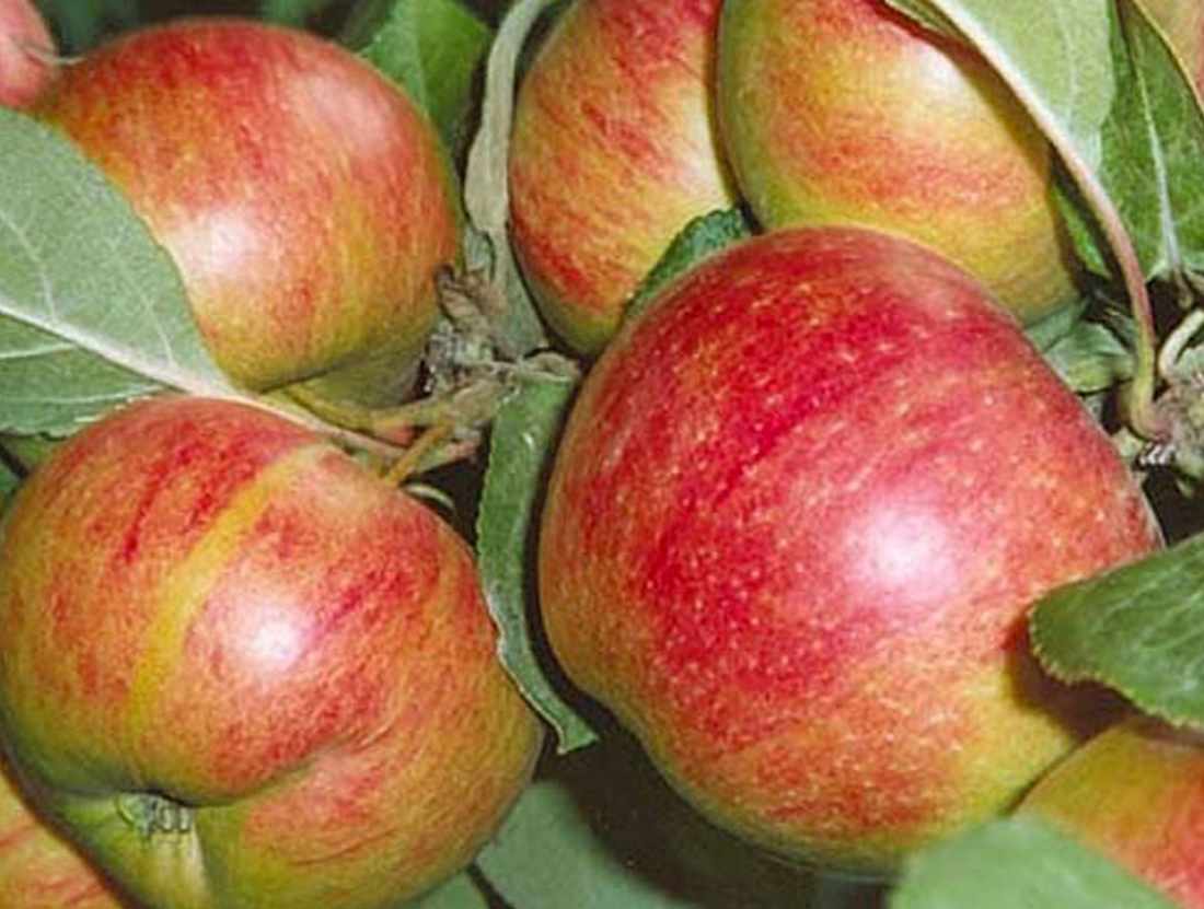 Яблоня коричное полосатое – описание сорта, фото, отзывы