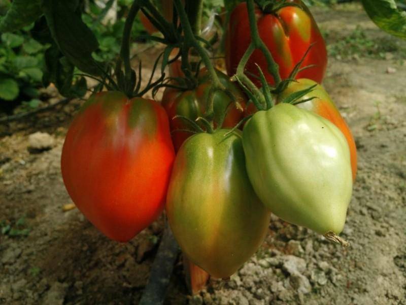 Сорта желтых томатов – описания и фото