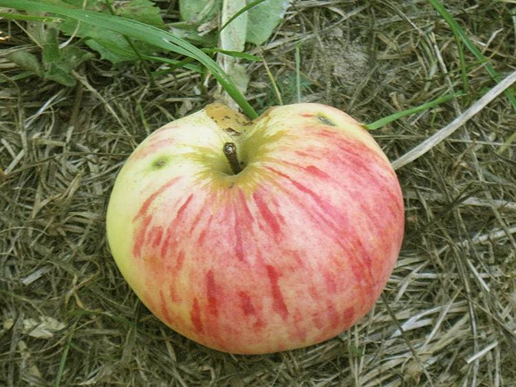 Описание сорта яблок коричное полосатое
