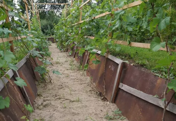 Виноград в сибири для начинающих видео: особенности выращивания