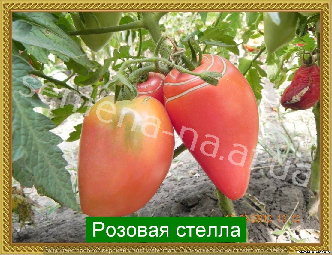 Помидоры салатного назначения — томат утренняя роса: описание сорта и его характеристики
