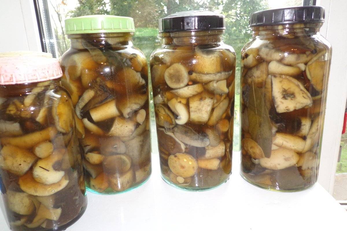 Белые грибы маринованные на зиму: рецепты приготовления с фото, видео