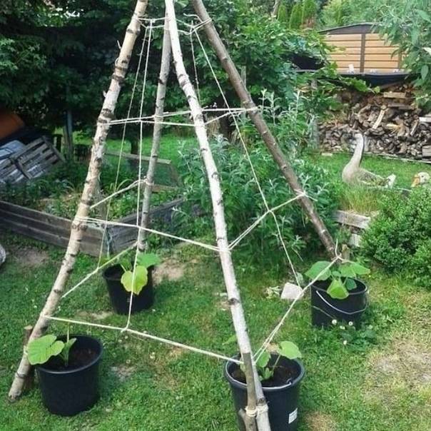 Вертикальный способ выращивания огурцов: подвязка, формировка, полив