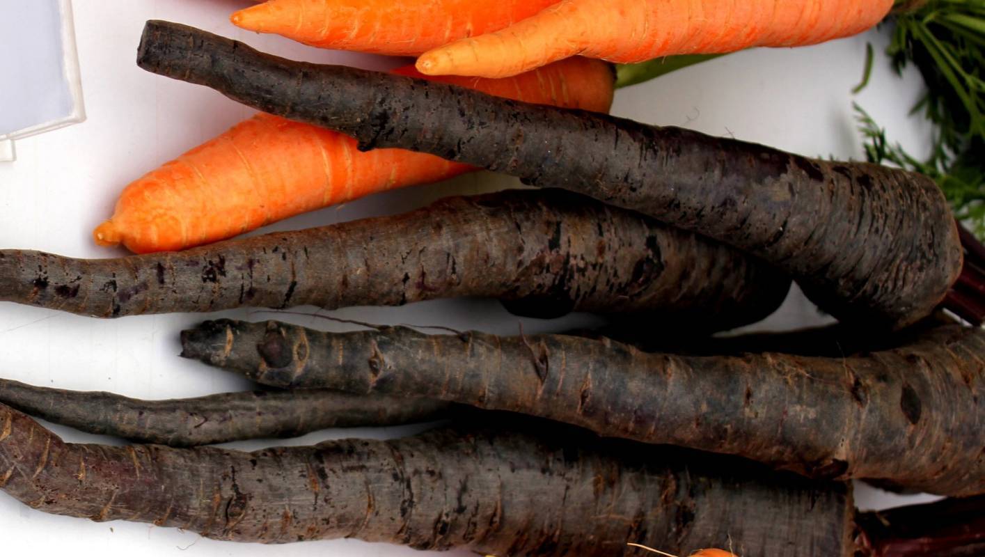 Черная морковь: фото, описание сорта и полезные свойства