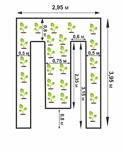 Схема посадки и расположения томатов в теплице 3х6, количество