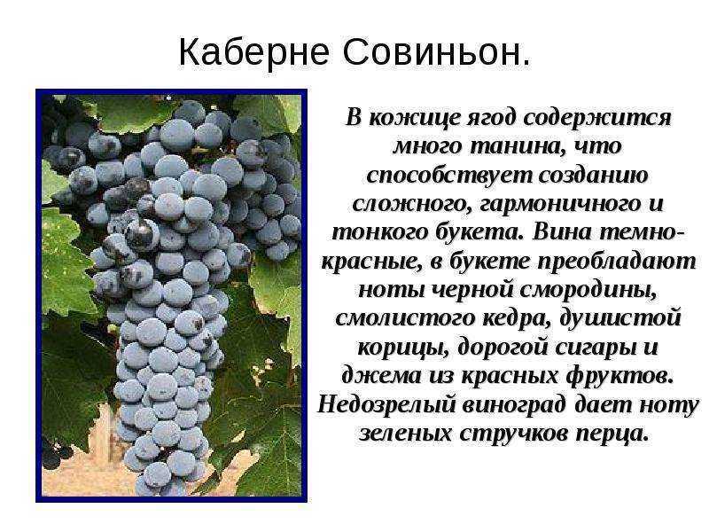 Ранние сорта винограда: сверхранние, ультраранние, суперранние белые, розовые, синие сорта, для юга россии
