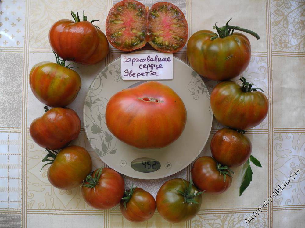 Томат заржавевшее сердце эверетта: характеристика и описание сорта, отзывы об урожайности помидоров, фото семян