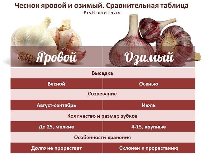 Как отличить озимый чеснок от ярового? / асиенда.ру