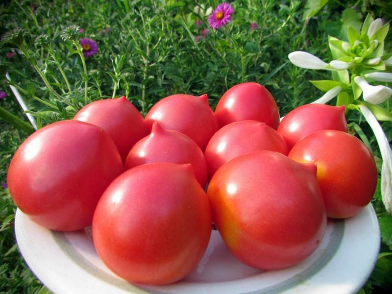 Выращивание томатов в открытом грунте в краснодарском крае