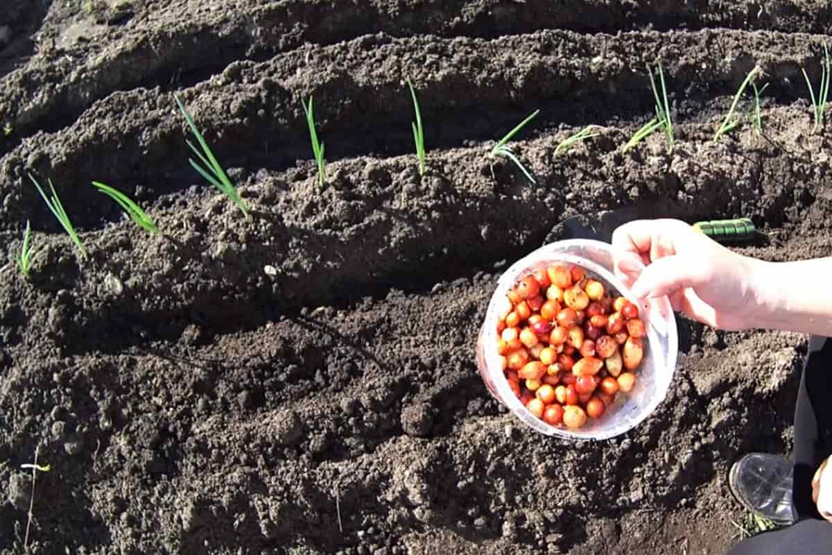 Посадка лука рассадным способом и севком: как получить крупные луковицы? видео — ботаничка