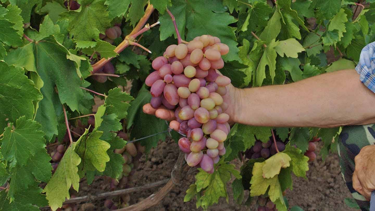 Всё о сорте винограда «памяти учителя» от особенностей выращивания до фото и отзывов о нём