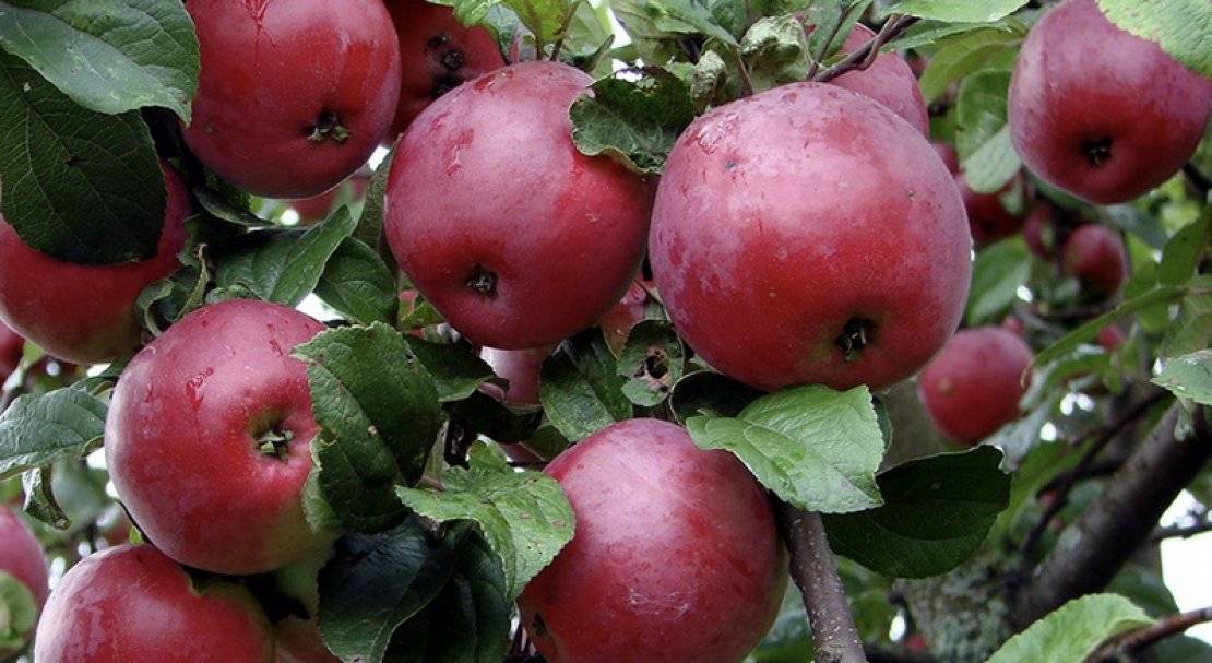 Популярные яблоки джонатан: характеристики, советы по уходу, как выглядят на фото?