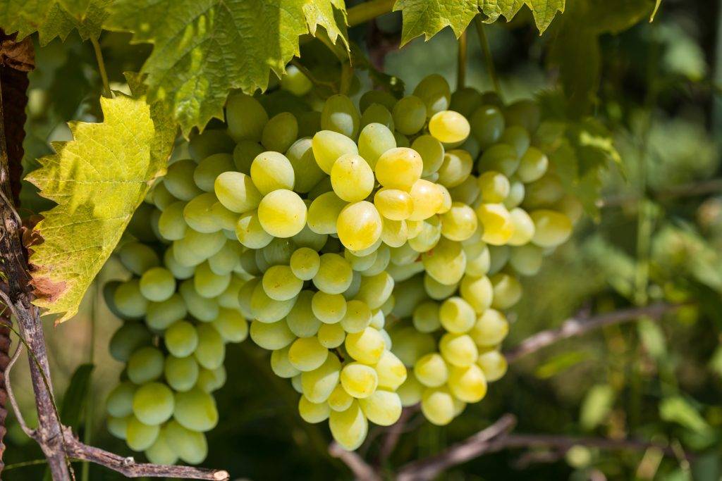 Виноград ркацители: описание сорта, преимущества и недостатки, фото