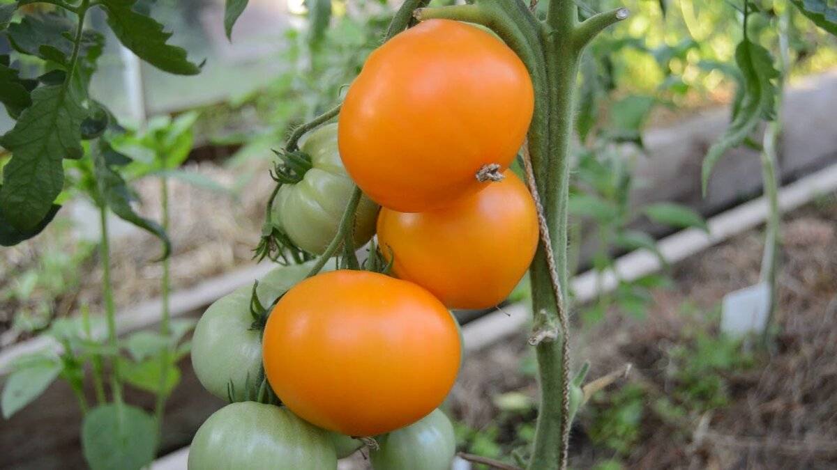 Томат абрикос f1: отзывы, фото, урожайность, выращивание, описание и характеристики