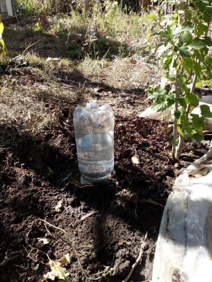 Капельный полив из пластиковых бутылок без затрат