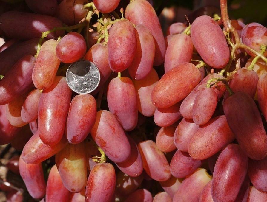 Выращивание винограда юбилей новочеркасска: описание сорта, фото, отзывы садоводов, видео