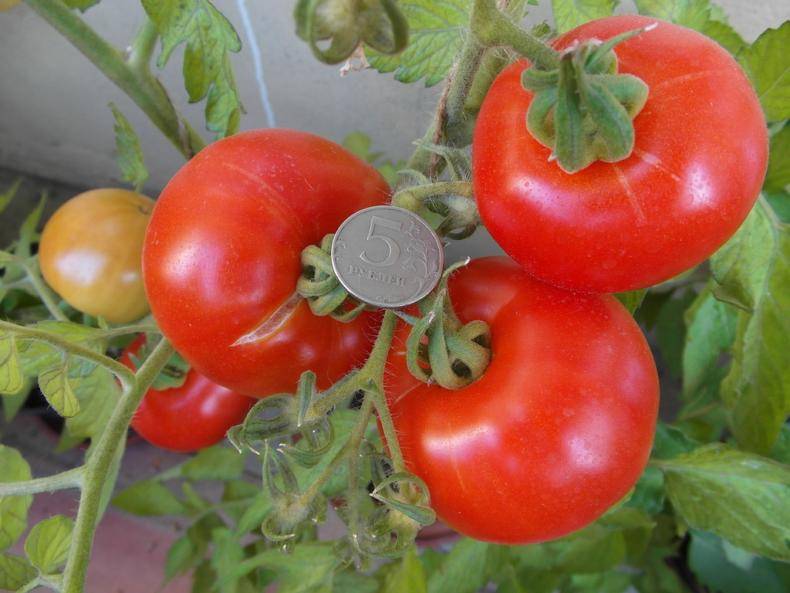 Томат "ямал" — описание сорта и агротехника выращивания