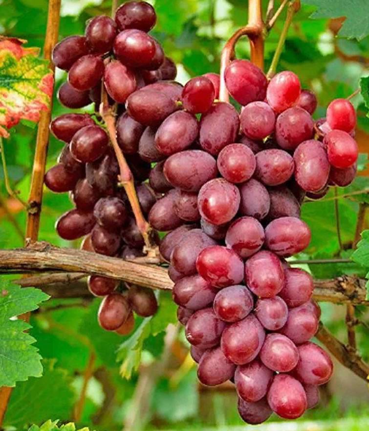 Описание сорта винограда виктория: фото и отзывы | vinograd-loza