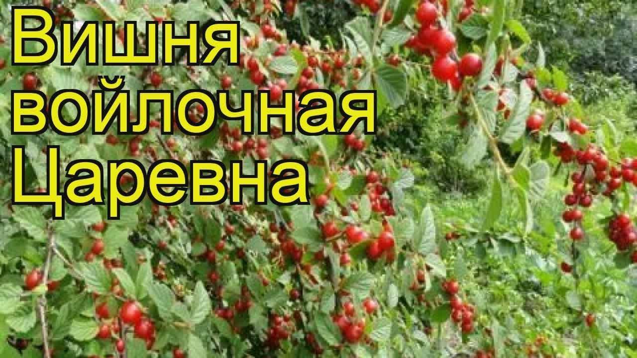 Вишня войлочная царевна описание сорта - журнал огородника agrotehnika36.ru