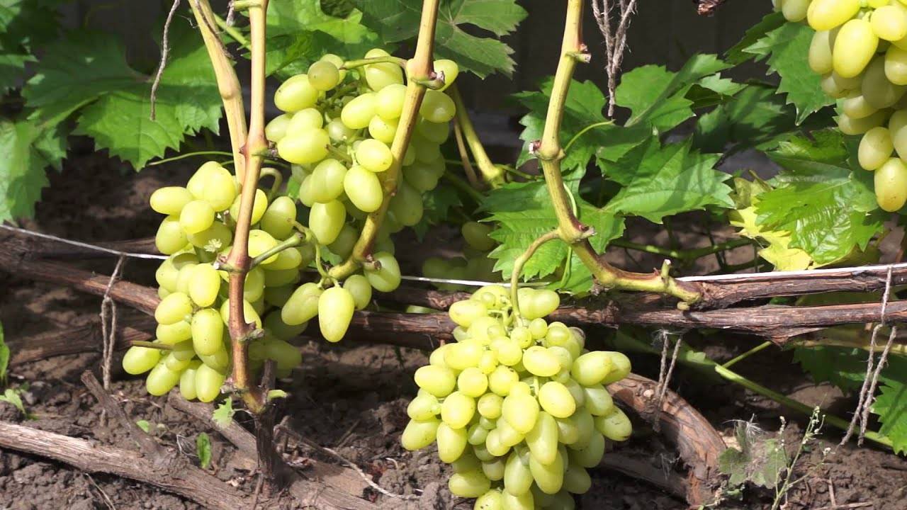 Описание и характеристика винограда сорта Валек, технология выращивания
