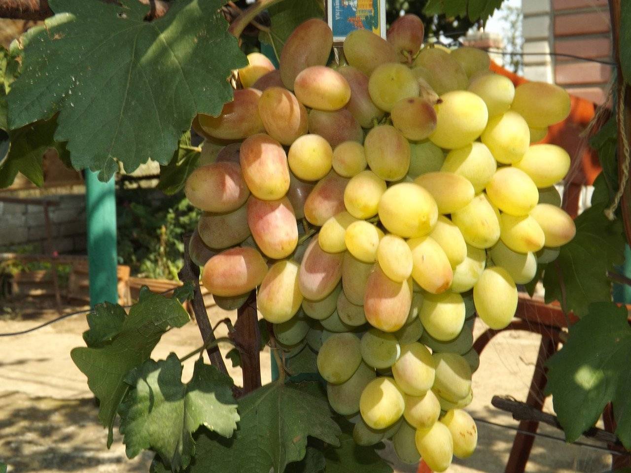 Виноград рубиновый юбилей: что нужно знать о нем, описание сорта, отзывы