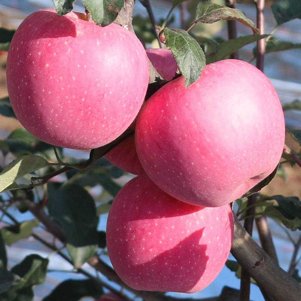 Описание и характеристика яблони сорта Фуджи, посадка и уход