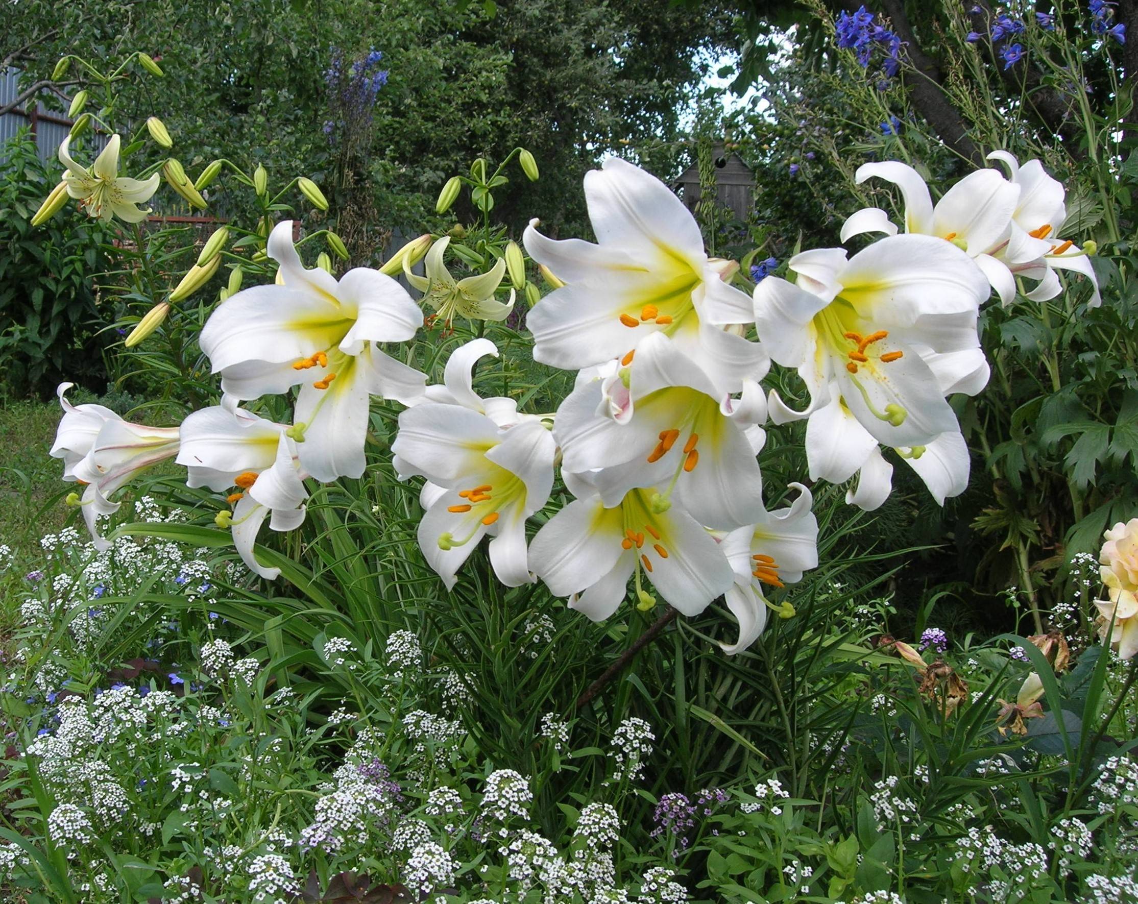 Особенности выращивания на участке многолетних садовых лилий: где посадить цветы