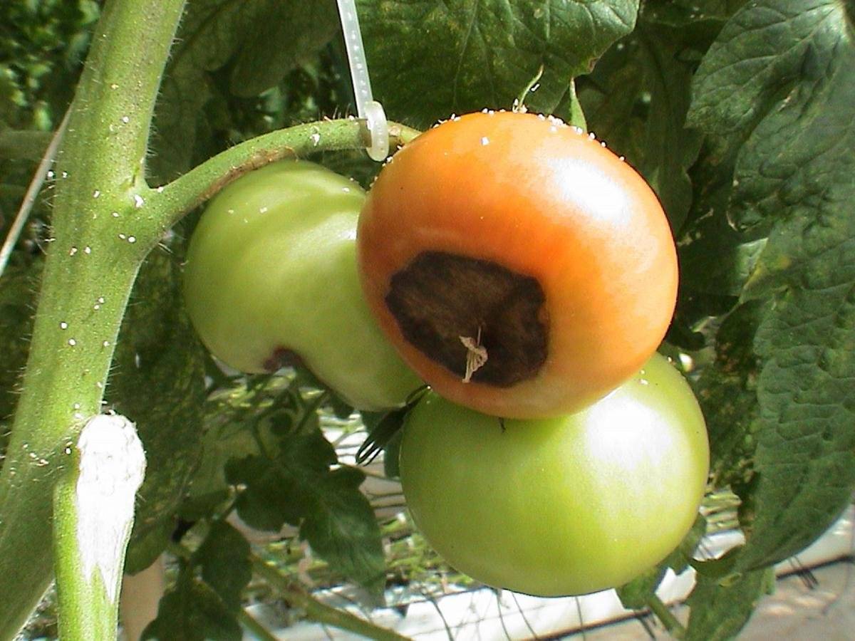 Как определить и лечить вершинную гниль томатов, основные меры борьбы?
