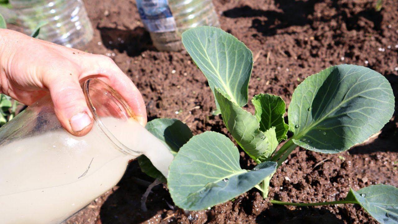 Как получить хороший урожай цветной капусты?