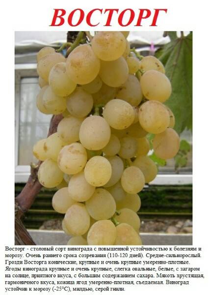 Виноград атос: описание сорта, фото, отзывы, характеристики и особенности выращивания