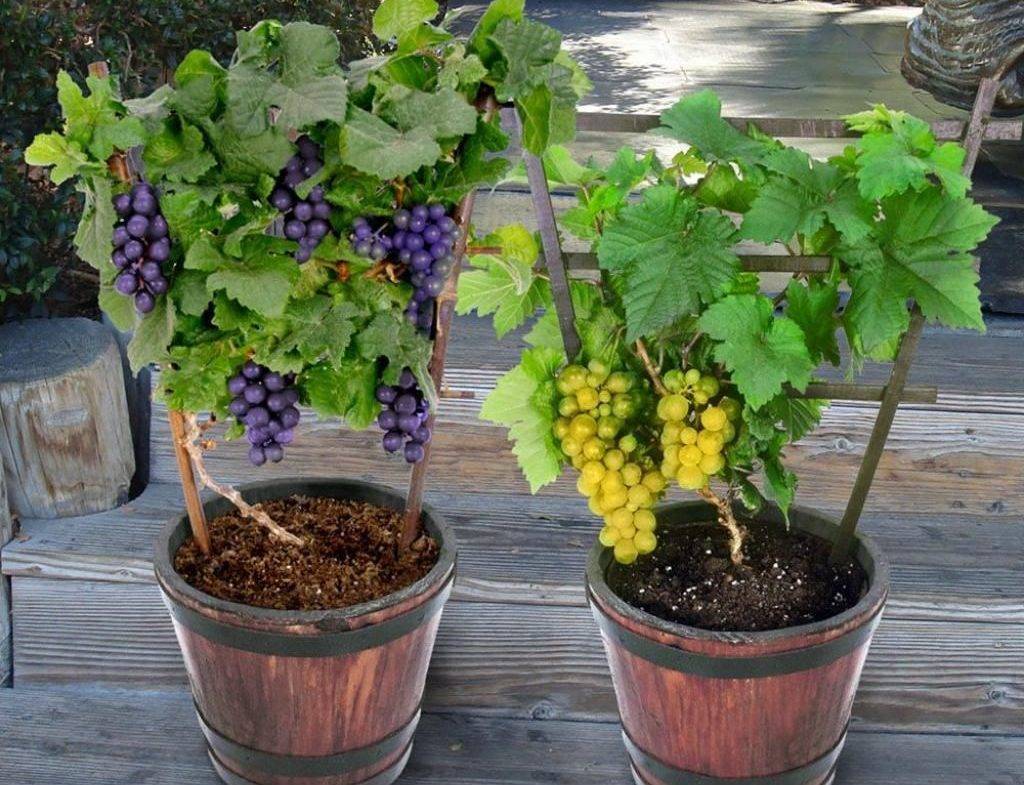 Виноград из косточки: как вырастить в домашних условиях, будет ли плодоносить