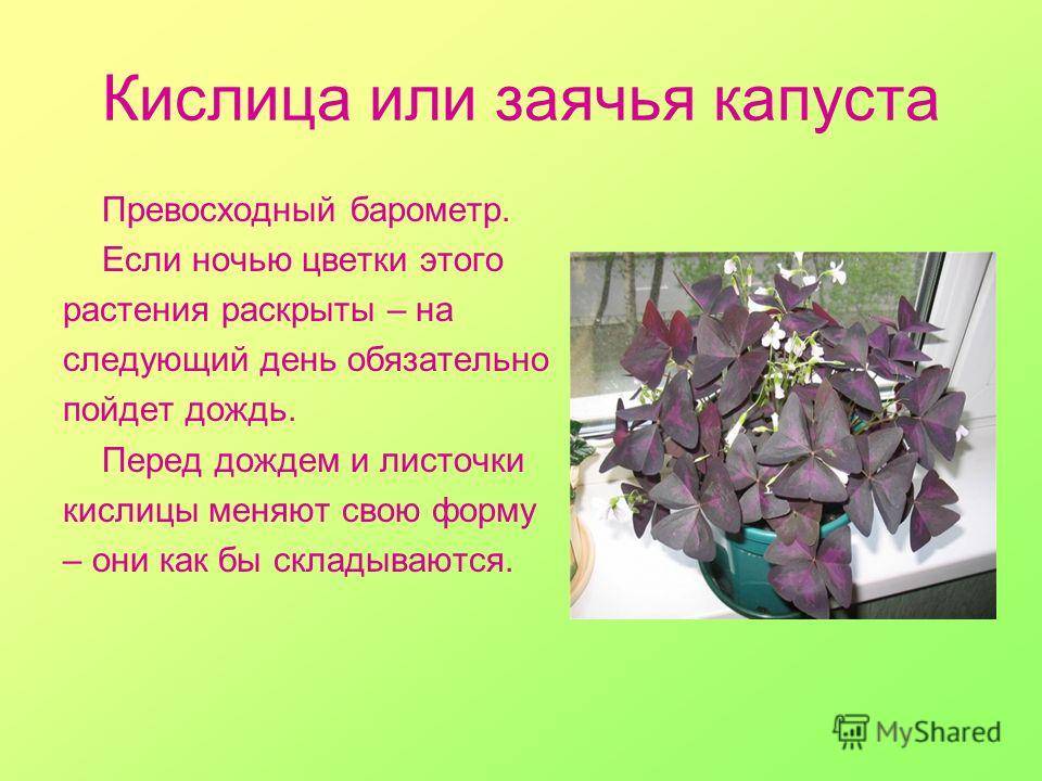 Кислица - лечебные свойства и применение в медицине - автор екатерина данилова - журнал женское мнение
