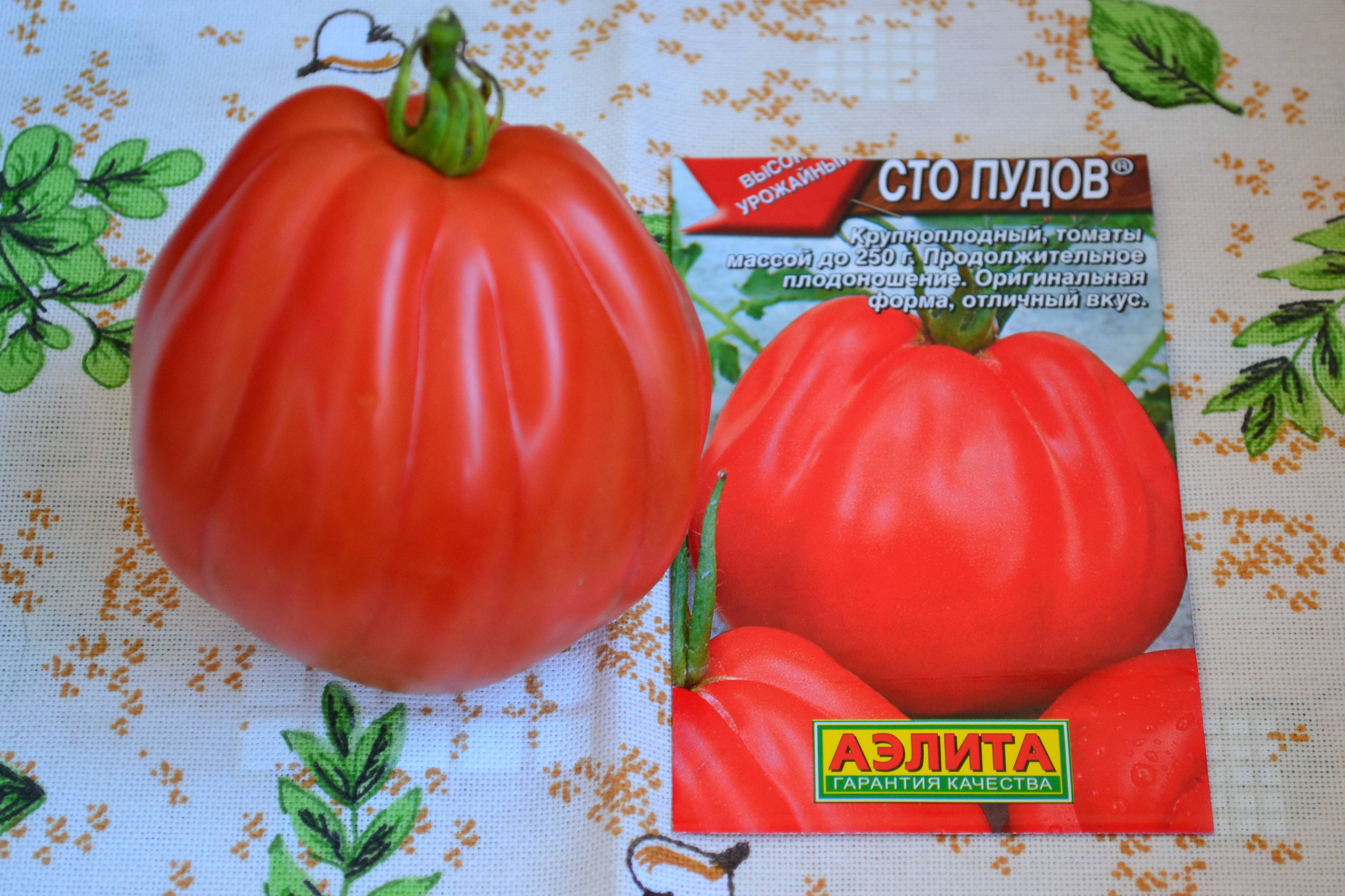 Описание и характеристики томатов сорта Сто пудов, урожайность и выращивание