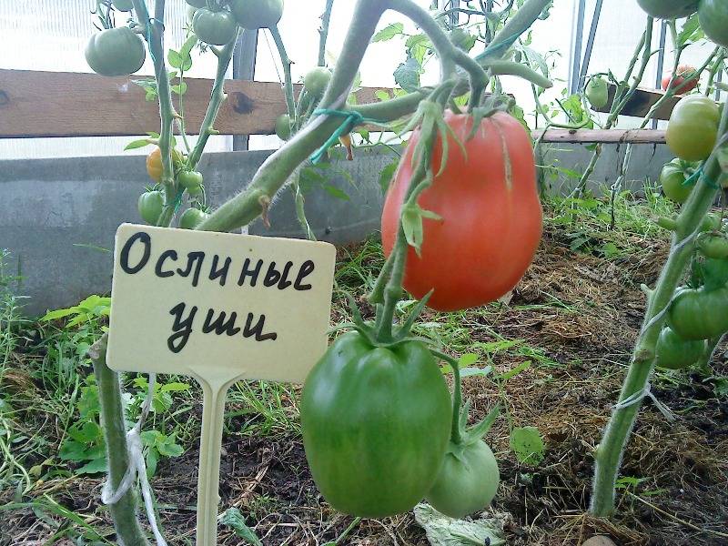 Описание сорта томата ослиные уши, его характеристика и урожайность - всё про сады