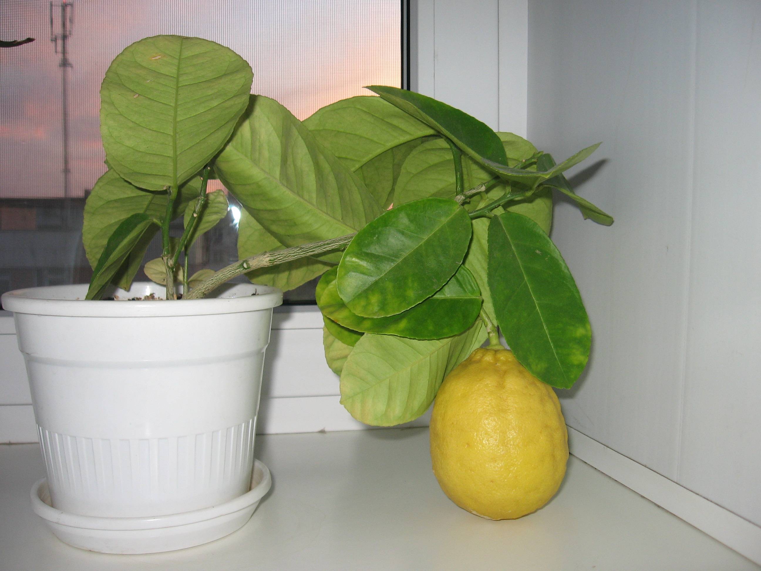 Лимонное дерево – лучшие сорта для комнатного выращивания. принципы ухода за цитрусовыми, прививки, пересадка, размножение