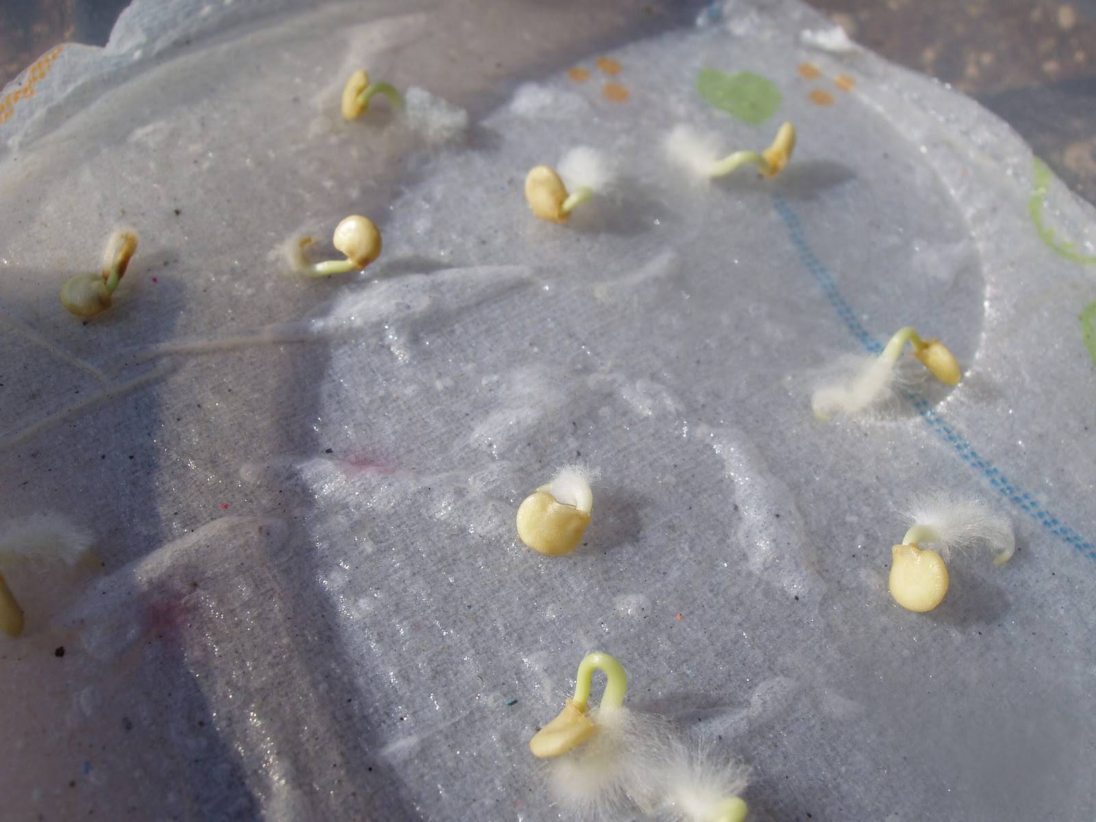 Как быстро прорастить семена огурцов в домашних условий