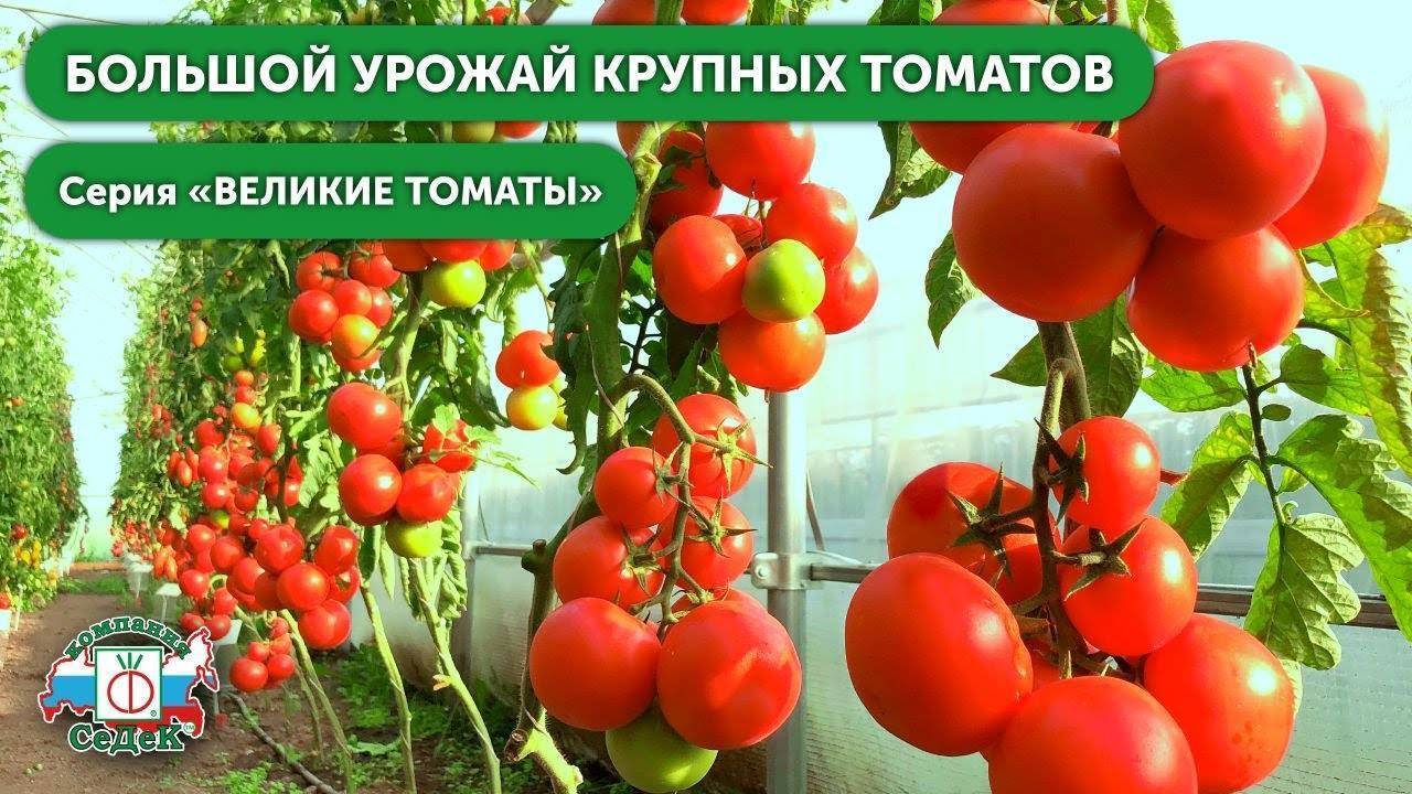 ᐉ томат екатерина великая отзывы фото урожайность - zooshop-76.ru