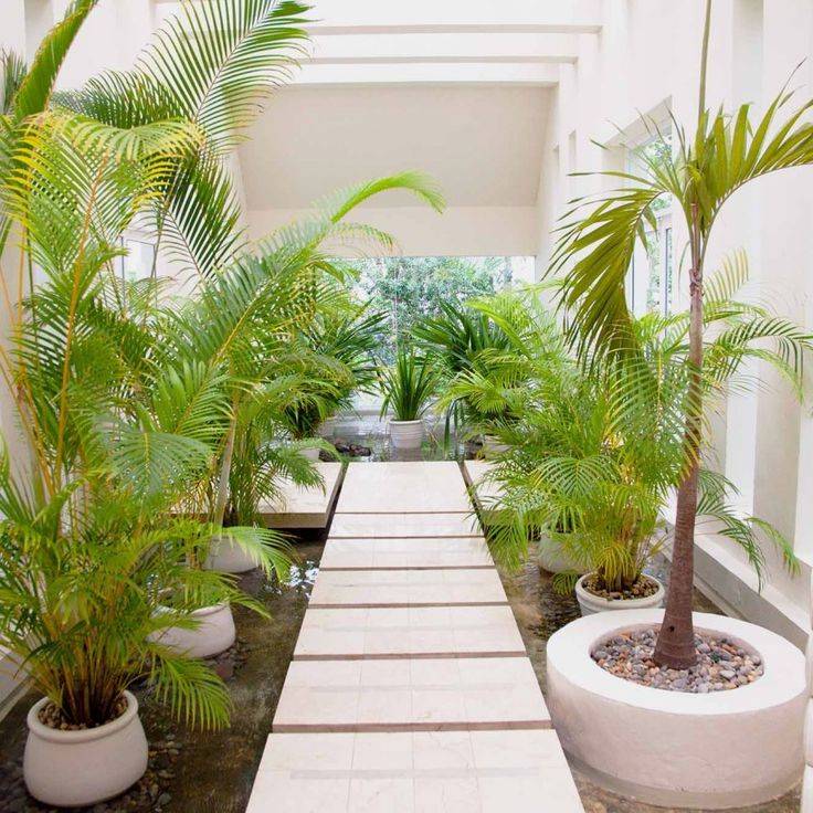Пальмы для выращивания дома