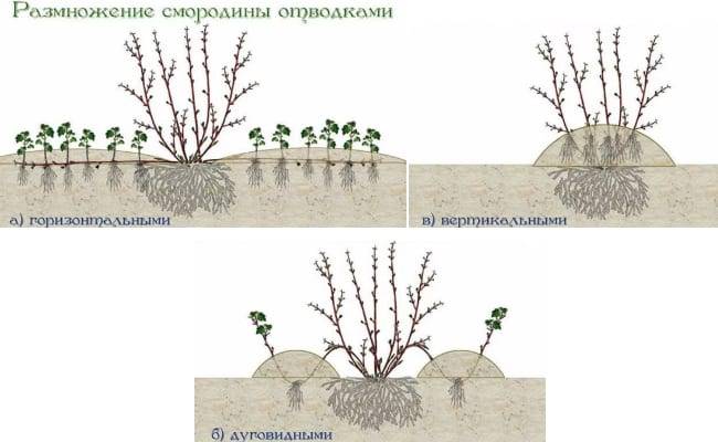 Смородина белая версальская: описание сорта красной смородины, выращивание - посадка и уход