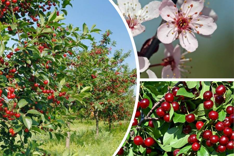 Почему вишня не плодоносит, и что советуют делать опытные садоводы