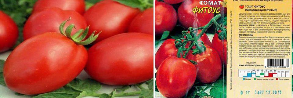Низкорослые томаты - лучшие сорта с фото и названиями (каталог)